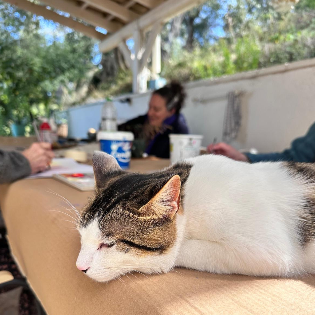 Beim Mal und Yoga Retreat Korfu mit dem Hauskater