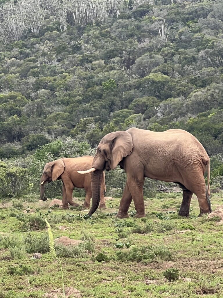 Elefanten in freier Wildbahn im Kariega Game Reserve Südafrika