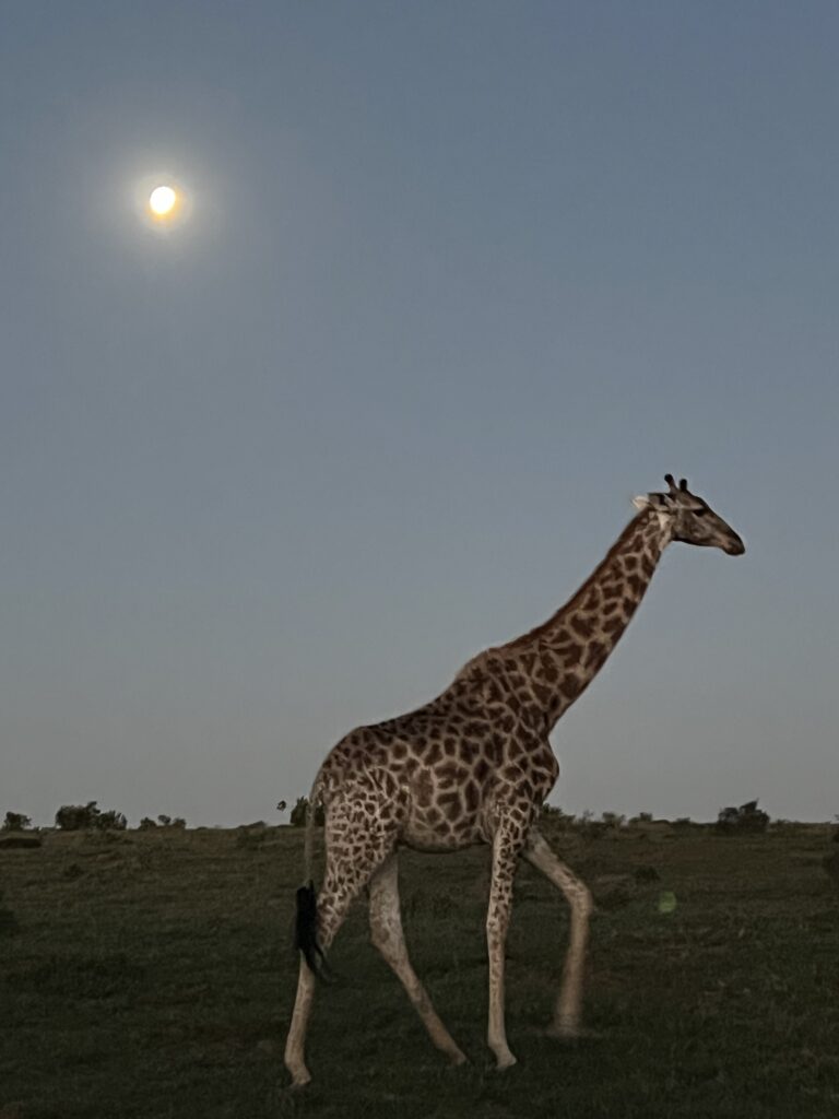 Giraffe bei Vollmond auf Safari in Südafrika