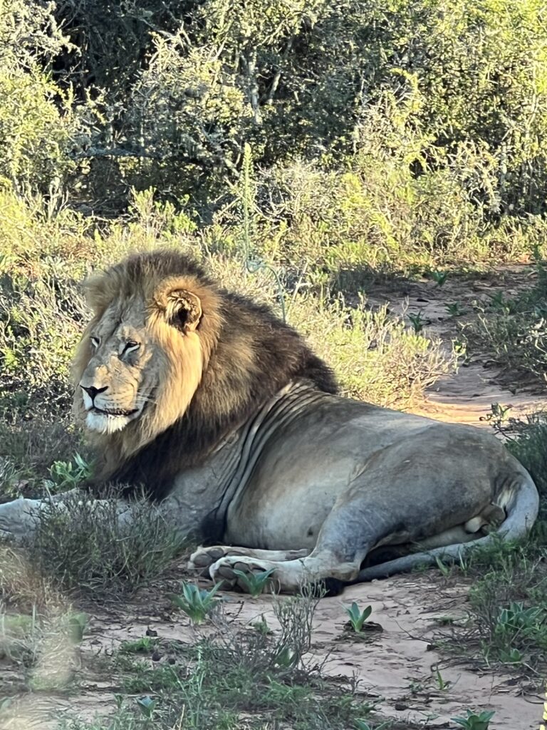 Löwe aus nächster Nähe auf Safari in Südafrika