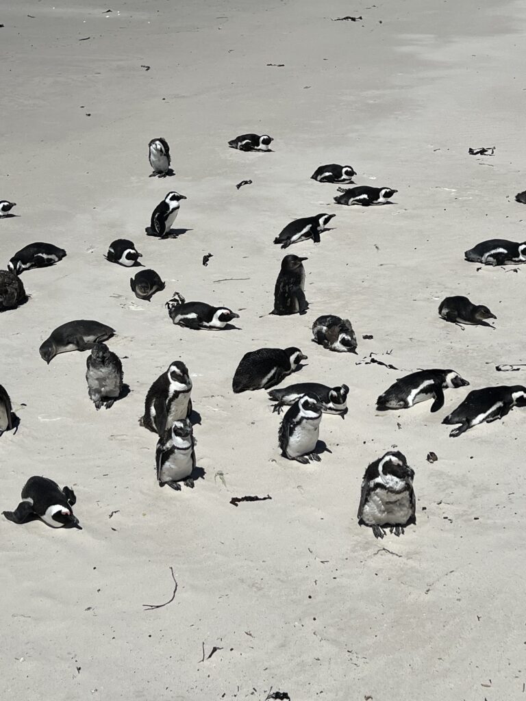 Pinguine am Boulders Beach bei Kapstadt während der Yoga Rundreise Südafrika